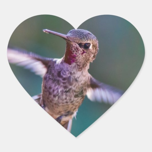 Hummingvogel Hart Sticker (Voorkant)