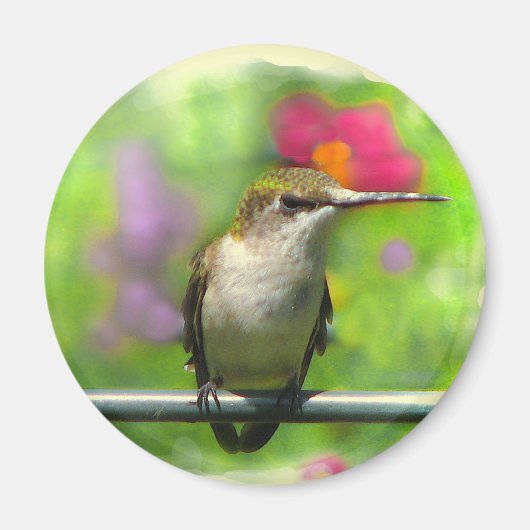 Hummingvogel Magneet (Voorkant)