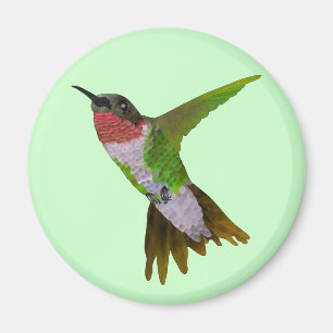 Hummingvogel Magneet