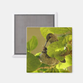 Hummingvogel Magneet (Voorkant / Achterkant)