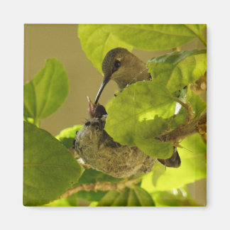 Hummingvogel Magneet