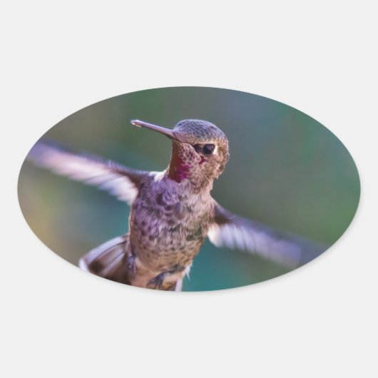 Hummingvogel Ovale Sticker (Voorkant)