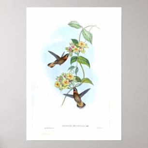 Hummingvogel Poster