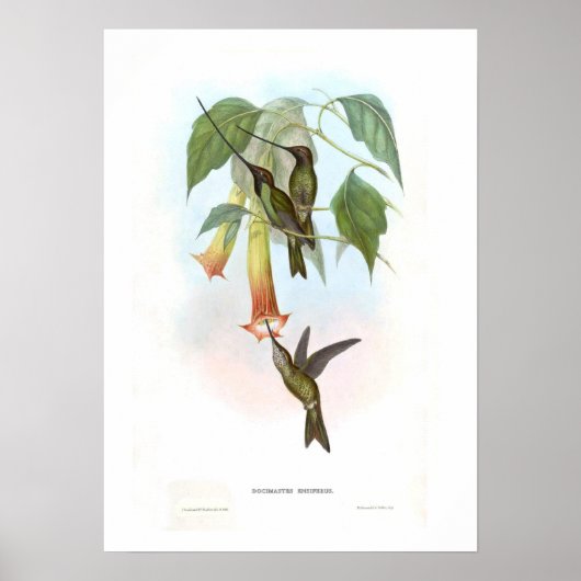 Hummingvogel Poster (Voorkant)