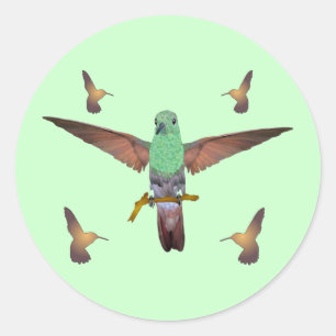 Hummingvogel Ronde Sticker