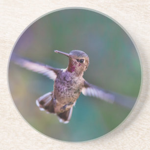 Hummingvogel Zandsteen Onderzetter