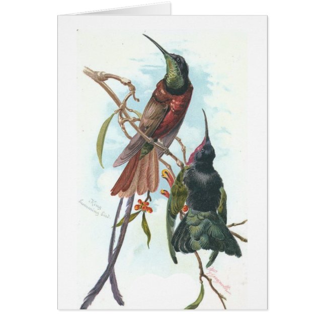  Hummingvogels (Voorkant)