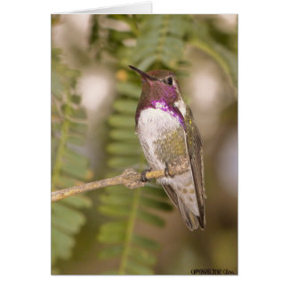 Hummingvogels068