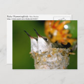 Hummingvogels Briefkaart (Voorkant / Achterkant)