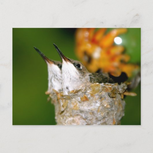 Hummingvogels Briefkaart (Voorkant)