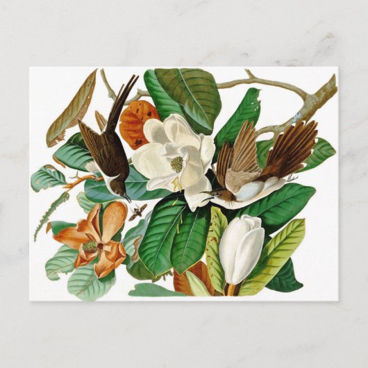 Hummingvogels Briefkaart (Voorkant)