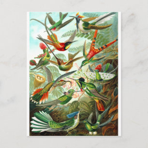 Hummingvogels Briefkaart