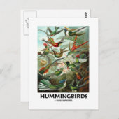 Hummingvogels Briefkaart (Voorkant / Achterkant)