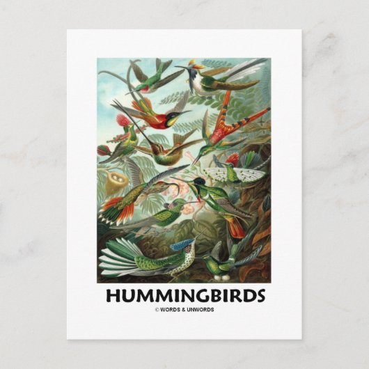 Hummingvogels Briefkaart (Voorkant)