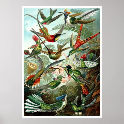  Hummingvogels door Ernst Haeckel Poster (Voorkant)