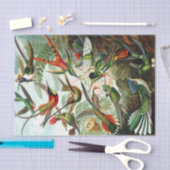 Hummingvogels door Ernst Haeckel Tissuepapier (Craft)