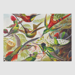 Hummingvogels door Ernst Haeckel Tissuepapier
