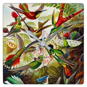 Hummingvogels door Ernst Haeckel Vierkante Klok