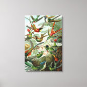 Hummingvogels door Ernst Haeckel,  vogelbomen Canvas Afdruk (Voorkant)