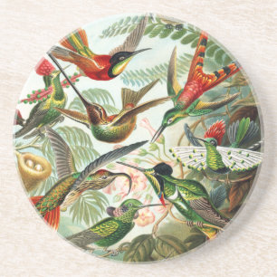 Hummingvogels door Ernst Haeckel Zandsteen Onderzetter