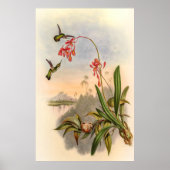 Hummingvogels door John Gould Poster (Voorkant)