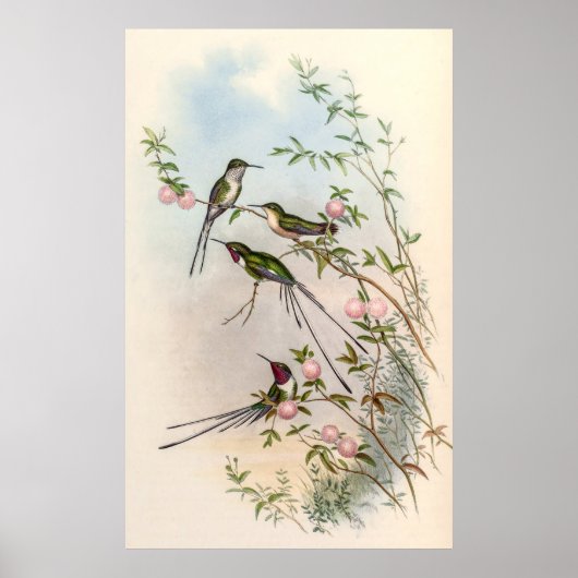 Hummingvogels door John Gould Poster (Voorkant)