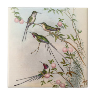 Hummingvogels door John Gould Tegeltje