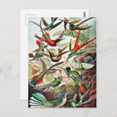 Hummingvogels, illustratie briefkaart (Voorkant / Achterkant)