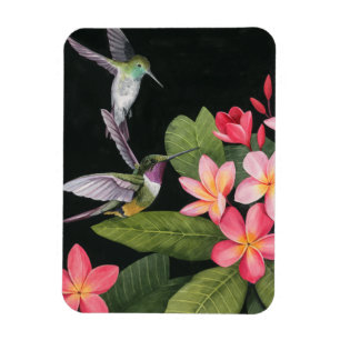 Hummingvogels in de Plumeria Magneet