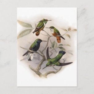 Hummingvogels in de vlucht briefkaart