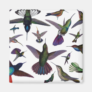 Hummingvogels Magneet
