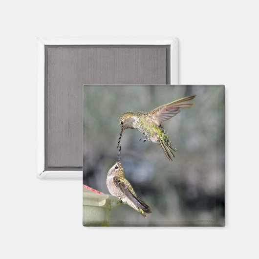Hummingvogels op feeder Flying Magnet Magneet (Voorkant / Achterkant)