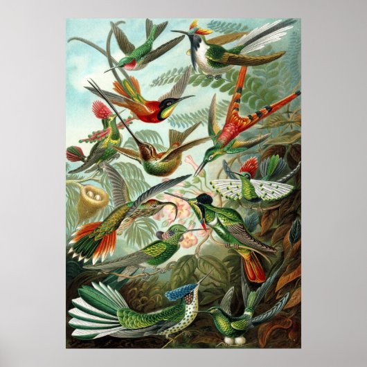 Hummingvogels Poster (Voorkant)