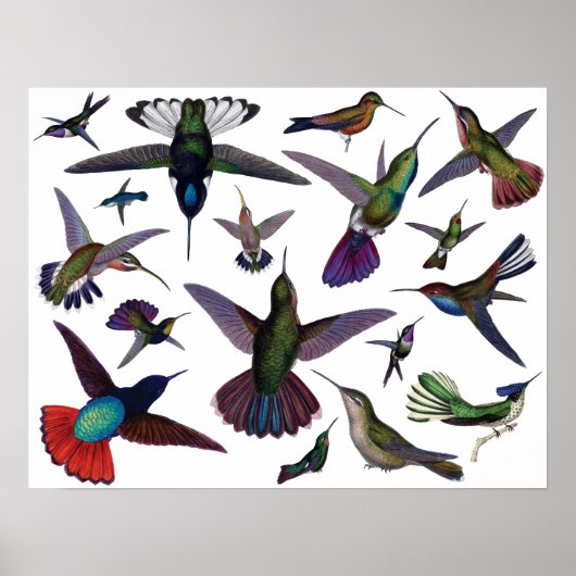  Hummingvogels Poster (Voorkant)
