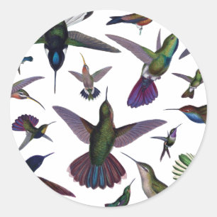  Hummingvogels Ronde Sticker