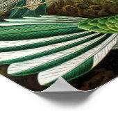 Hummingvogels van Ernst Haeckel Poster (Hoek)