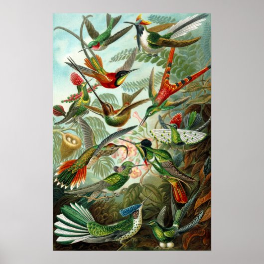 Hummingvogels van Ernst Haeckel Poster (Voorkant)