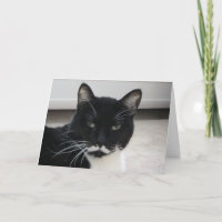 Humor Tuxedo Cat Birthday Card (sjabloon)