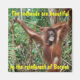Humorische dieren magneet