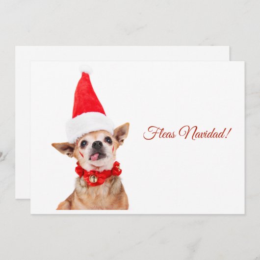 Humoristisch | grappige chihuahua | uniek & ongewo feestdagenkaart (Voorkant / Achterkant)