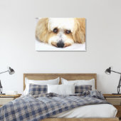 humoristische close-up bichon frise dog canvas afdruk (Insitu (Slaapkamer))