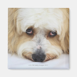 humoristische close-up bichon frise dog magneet