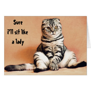 Humour de chat assis comme une dame drôle