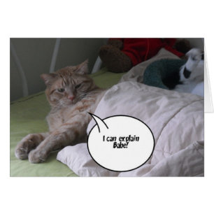 Humour de chat Tabby Orange