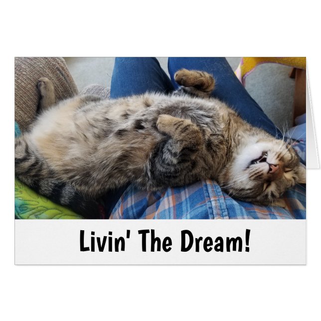 Humour de chat tigré de sommeil (Devant horizontal)