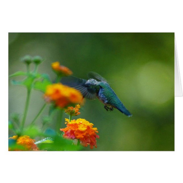 Humour d'été (Devant horizontal)