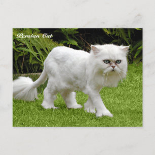Humoureus White Persian Cat Briefkaart
