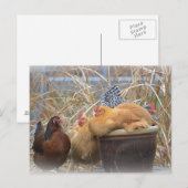 Humoureuze kip briefkaart (Voorkant / Achterkant)
