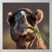 Hump Day Camel Feasting on Green Grass Poster (Voorkant)