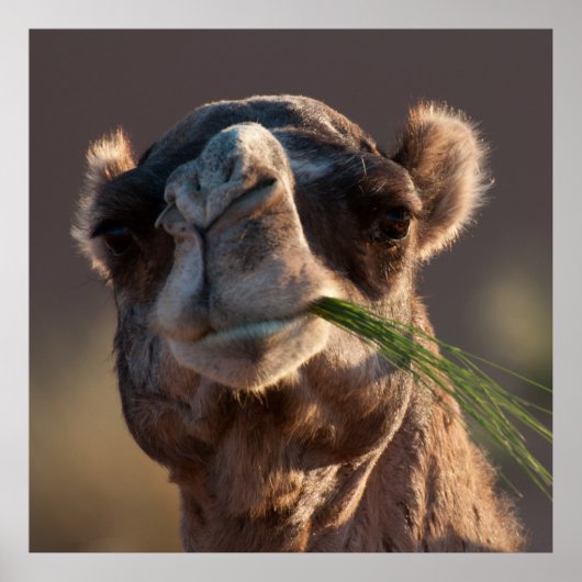 Hump Day Camel Feasting on Green Grass Poster (Voorkant)